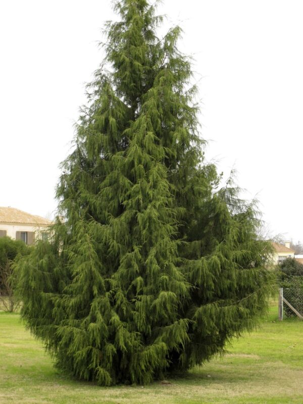 Cupressus naithiana