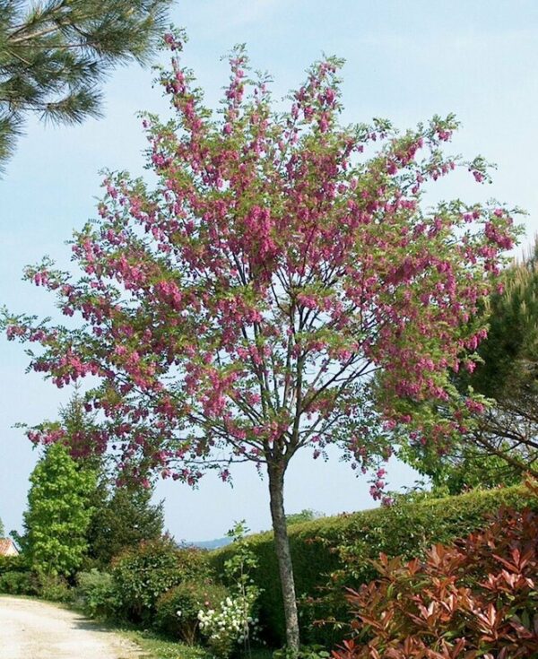 Robinia casque rouge