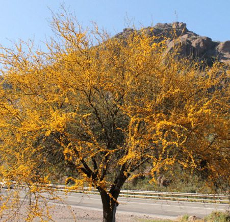 Acacia caven (espinillo) | Vivero de Lobos