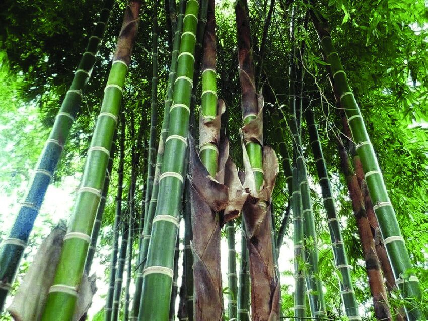 Guadua angustifolia | Vivero de Lobos