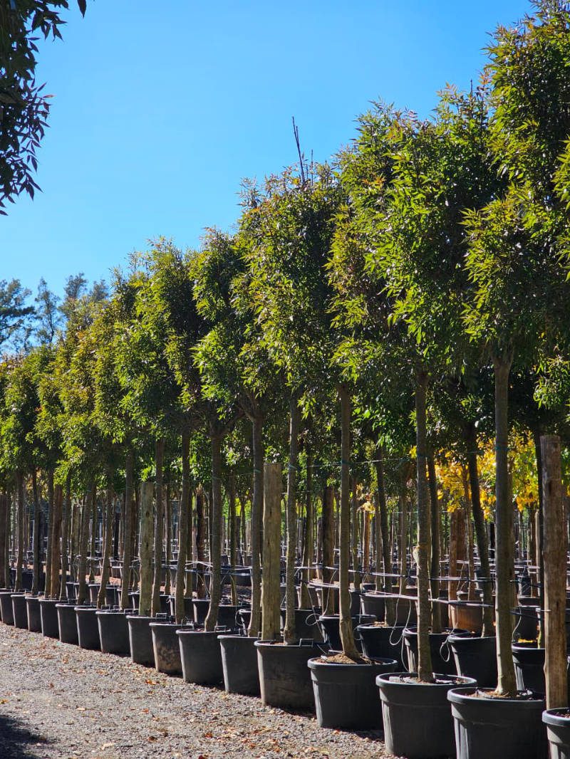 Fraxinus angustifolia 'Raywood' | Vivero de Lobos